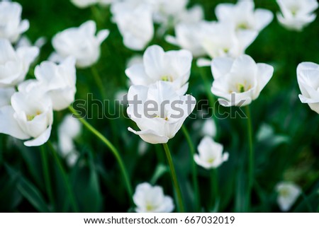Tulip Royal virgin, Lily-flowering Tulipa hybrida in park, Moscow, Russia