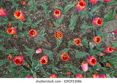 Tulip of Spring