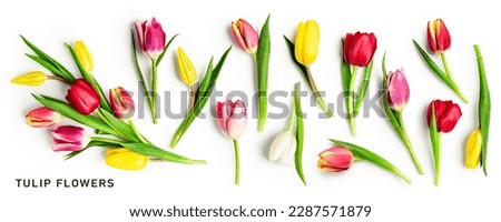 Tulip spring flowers with leaves collection isolated on white background. Creative layout with beautiful colorful tulips. Springtime mothers day concept. Flat lay, top view
