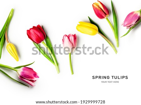 Tulip spring flowers with leaves creative layout isolated on white background. Floral composition with beautiful colorful tulips. Easter flowers concept. Flat lay, design element
