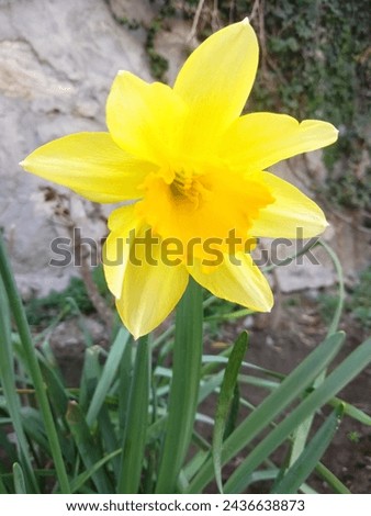 Tulip spring season bagning shaining yellow  Stock photo © 