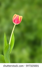 Tulip in spring time with beautiful background