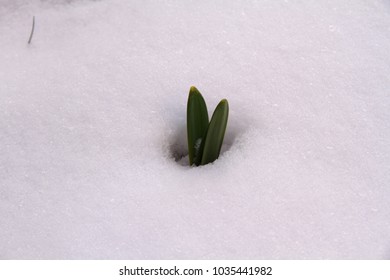 Tulip sprout makes its way through the snow
