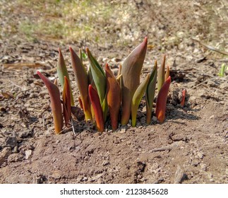 Tulip Sprouts Sprout In The Spring Garden, Close-up