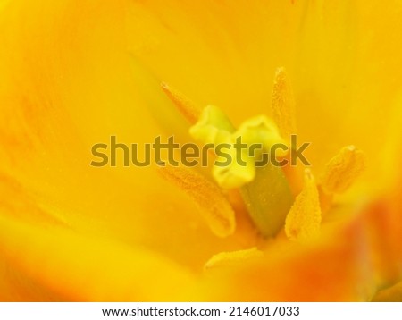 Tulip stamens of fully open flower close up view.