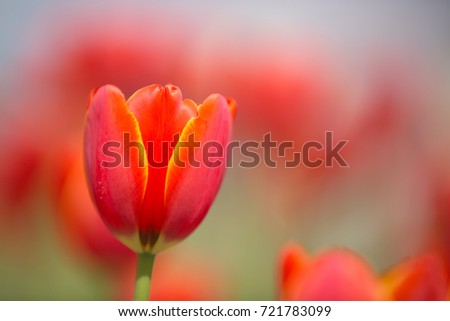 tulip sun