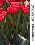 Tulip Surrender, red flowers in spring sunlight