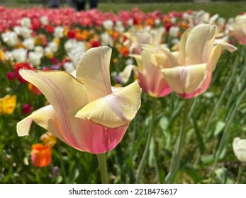 Tulip Time - Holland, Michigan