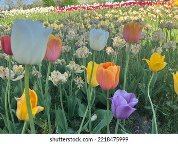 Tulip Time - Holland, Michigan