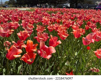 Tulip Time - Holland, Michigan