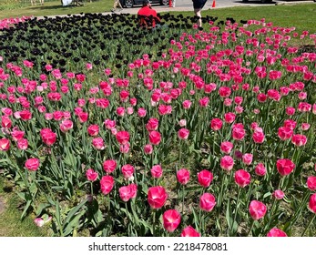 Tulip Time - Holland, Michigan