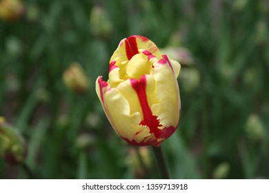 Tulip Time In Holland,MI