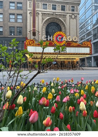 Tulip time! Spring in Chicago 
