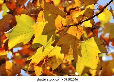 6,617 Tulip Tree In Autumn Images, Stock Photos & Vectors 