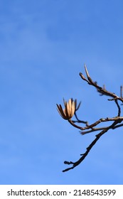 Tulip tree branch with dry flowers against blue sky - Latin name - Liriodendron tulipifera