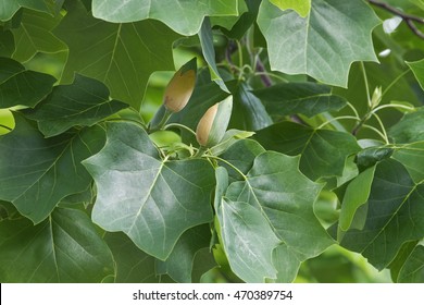 Tulip tree flower buds (Liriodendron tulipifera). Called Tuliptree, American Tulip Tree, Tulip Poplar, Yellow Poplar, Whitewood and Fiddle-tree also. 
Symbol of Indiana, Kentucky and Tennessee