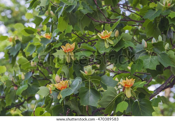 Tulip tree (Liriodendron tulipifera) in
blosssom. Called Tuliptree, American Tulip Tree, Tulip Poplar,
Yellow Poplar, Whitewood and Fiddle-tree also. 
Symbol of Indiana,
Kentucky and Tennessee