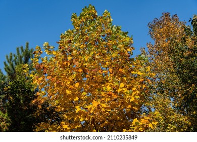 Tulip tree (Liriodendron tulipifera).  Golden and yellow leaves of Tulip tree. Close-up autumn foliage of American or Tulip Poplar on blue sky background. Selective focus. There is place for text