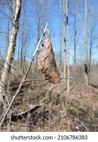 Tulip Tree Silk Moth Cocoon In Winter