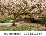 Tulip trees in blossom in front of the Memorial Union (student union) on the Oregon State University Campus, Corvallis, Oregon