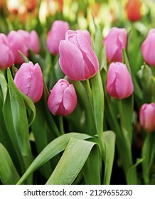 Tulip Triumph Synaeda Amor, lovely, soft pink tulip