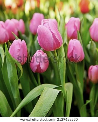 Tulip Triumph Synaeda Amor, lovely, soft pink tulip