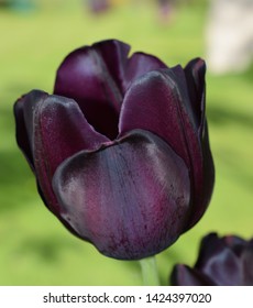 Tulip Or Tulipa. Queen Of The Night. Close Up Of Single Dark Violet Flower 