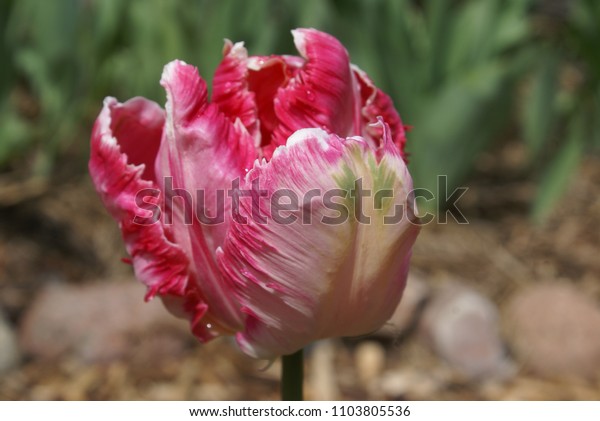 Tulip (Tulipa) of the variety Parrot (pink\
green color) - horizontal\
arrangement