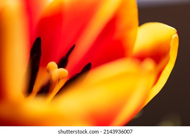 Tulip (Tulipa) with yellow, orange and red colored petals backlit by bright sunshine in Germany. Colorful flower details stamen and ovary with on a springtime day. Macro close up with selective focus.