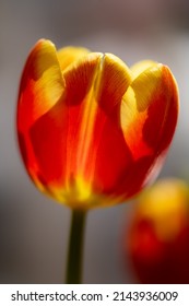 Tulip (Tulipa) with yellow, orange and red colored petals backlit by bright sunshine in Germany. Colorful flower details stamen and ovary with on a springtime day. Macro close up with selective focus.