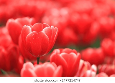 tulip tulips red tulips, field of tulips, red background, red flowers
