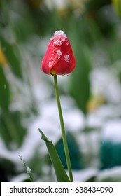 Tulip under snow at spring time in Russia