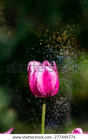 Similar – Red Tulip Tulip blossom