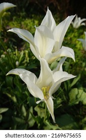 Tulip White Triumphator. A triumph in elegant snow-white, this superb lily-flowering tulip 'White Triumphator' with its pointed petals is bound to astound.