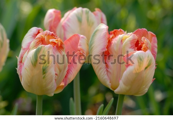 Tulipa \'Apricot Parrot\' is a Parrot Tulip (Div.\
10) with apricot flowers