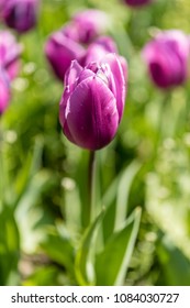 Tulipa Blue Amiable - Shutterstock ID 1084030727