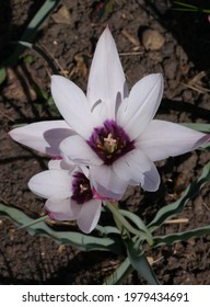 Tulipa Clusiana Peppermint Stick Tulip Bulb