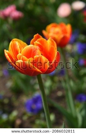 Tulipa Crossfire grows and blooms in the garden in spring