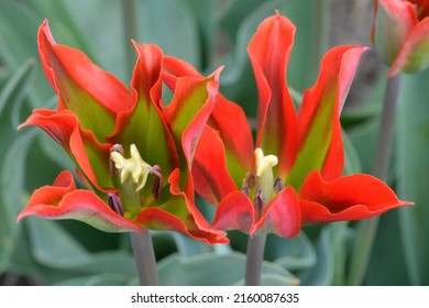 Tulipa 'Eye Catcher' is a Viridiflora tulip (Div. 8) with green and red flowers