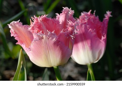 Tulipa 'Fancy Frills' is a fringed tulip (Div. 7) with pink flowers - Shutterstock ID 2159900559