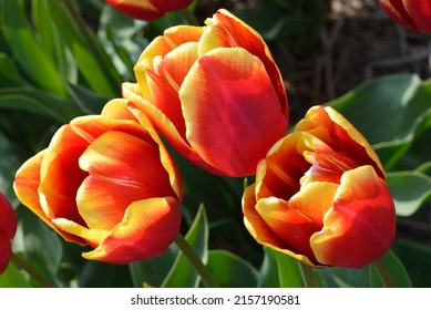 Tulipa 'Golden Piquante' is a Triumph tulip (Div. 3) with red flowers rimmed yellow - Shutterstock ID 2157190581