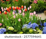  Tulipa hybrids come in red, orange, yellow, pink, many colors in same flower, often blooming in spring..Colorful blooming tulips are planted together in flower beds Inside the Exhibition Hall.
