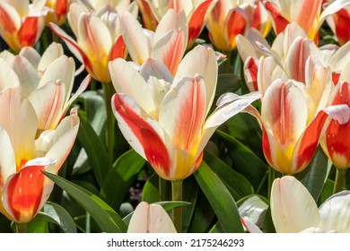 Tulipa of the Kaufmannanian Heart`s Delight in the garden - Shutterstock ID 2175246293