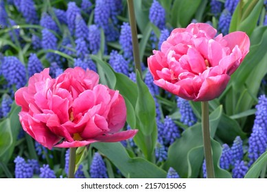 Tulipa 'Margarita' is a tulip of the double early group (Div. 2) with pink flowers