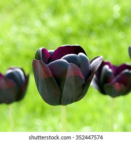 Tulipa, Queen Of Night