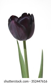 Tulipa, Queen Of Night