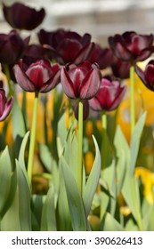 Tulipa Queen Of Night