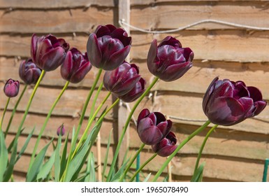 Tulipa Queen Of The Night In Bloom