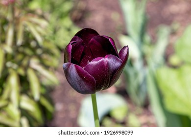 Tulipa 