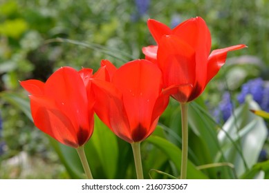 Tulipa 'Royal Red' is a Vvedenskyi-hybrid Tulip (Div. 15 - miscellaneous tulips) with red flowers - Shutterstock ID 2160735067